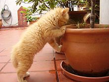 220px-Curious_kitten Imagem: Wikimedia