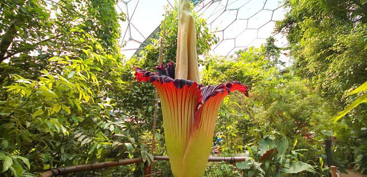 A "flor cadáver" exala um odor que lembra carne podre