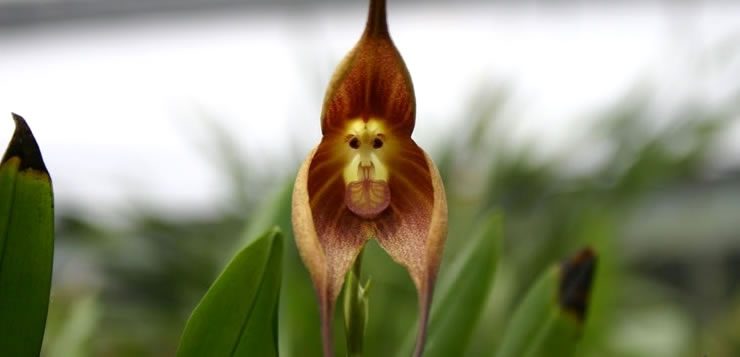 A "flor cara-de-macaco" possuem em seu interior um desenho que se assemelha a cara de um macaco