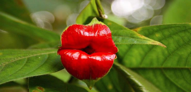 A "flor lábios quentes" lembra os lábios de uma mulher que exagerou no batom