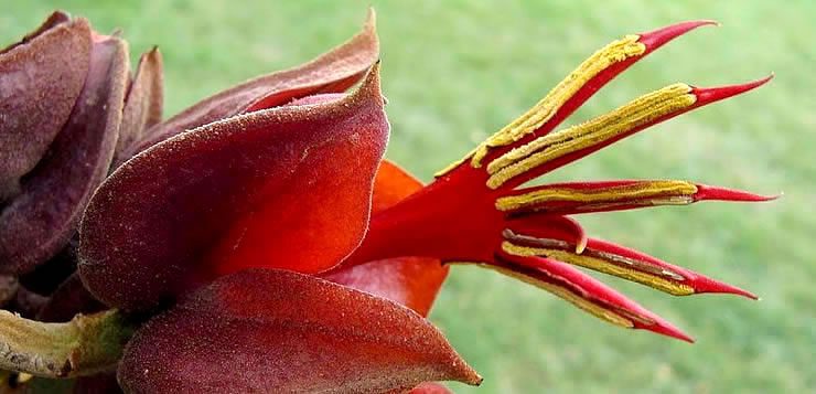 A "flor mão do diabo" era usada por antigos astecas em rituais religiosos
