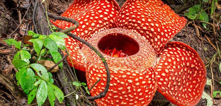 A "flor monstro" é a maior de todas as flores do mundo