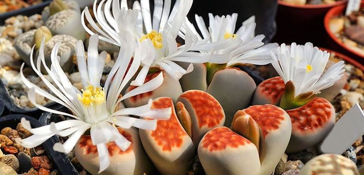 As flores da espécie Lithops karasmontana se parecem com pedras