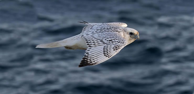 As aves da espécie falco rusticolus podem atingir 209 km/h em voo vertical