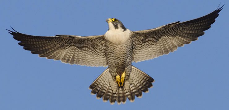 Os falcões-peregrinos são as aves mais rápidas em voo do mundo