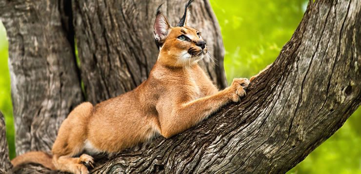 O caracal ou lince do deserto, vive na região que se estende desde a África do Sul até a índia