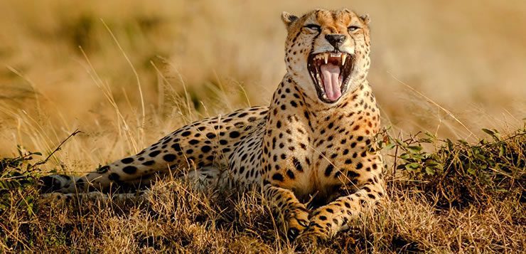 Da família dos felinos, o guepardo ou chita é o animal terrestre mais rápido do mundo