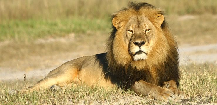O rei das savanas fica em segundo lugar entre os maiores felinos