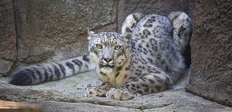 O leopardo-das-neves vive nas grandes altitudes da Ásia central