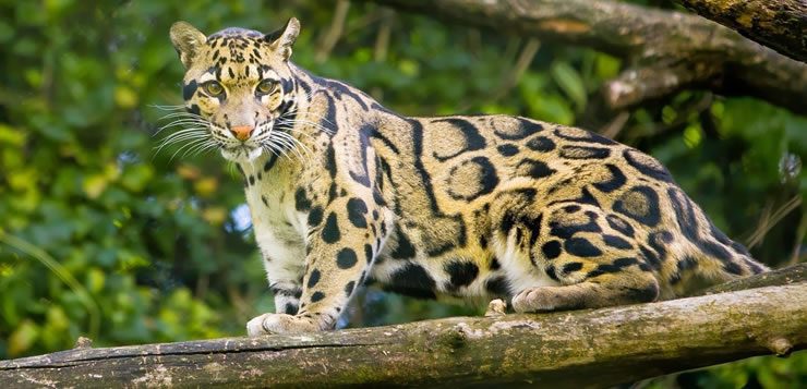 O leopardo-nebuloso possui enormes dentes em relação ao tamanho do seu crânio