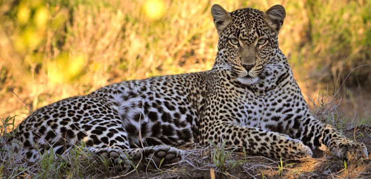O leopardo é um felino nativo das savanas africanas e das florestas da Ásia