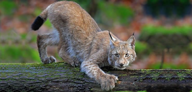 O lince-euroasiático é o maior de todos os linces e vive entre partes da Europa e da Ásia,