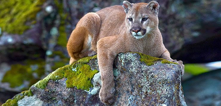 A onça-parda, também chamada de puma, é encontrada na América do Norte