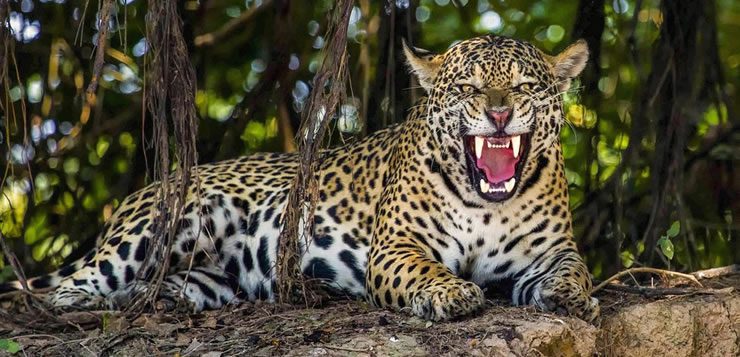 Entre os felinos, a onça-pintada é aquele que tem a mordida mais poderosa