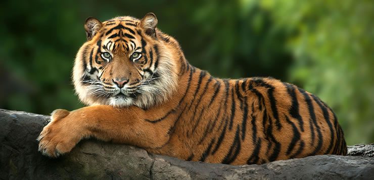 O tigre é o maior e o mais pesado de todos os felinos