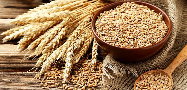 O cultivo do trigo teve início no Oriente Médio há cerca de 10.000 anos