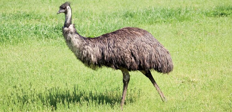 O emu é a maior ave que não voa da Austrália