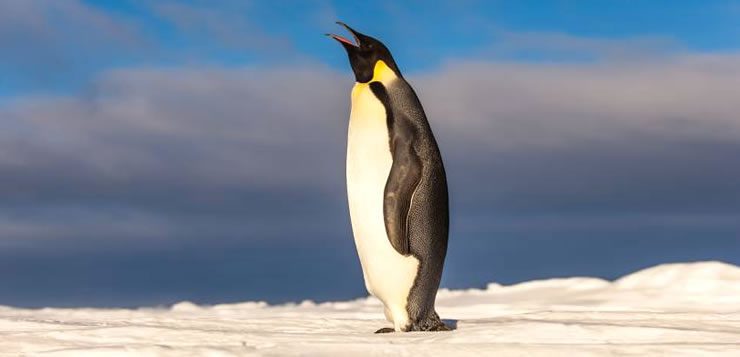 O pinguim imperador também é uma das maiores aves que existem