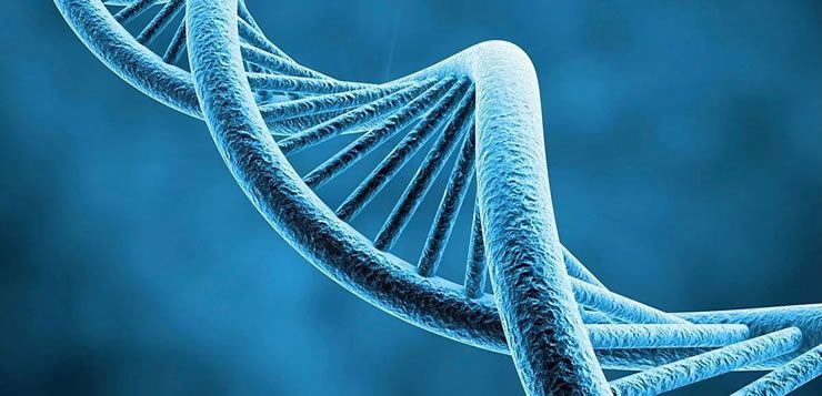As maçãs selvagens foram modificadas geneticamente