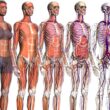 google body browser uma viagem pelo interior do corpo humano