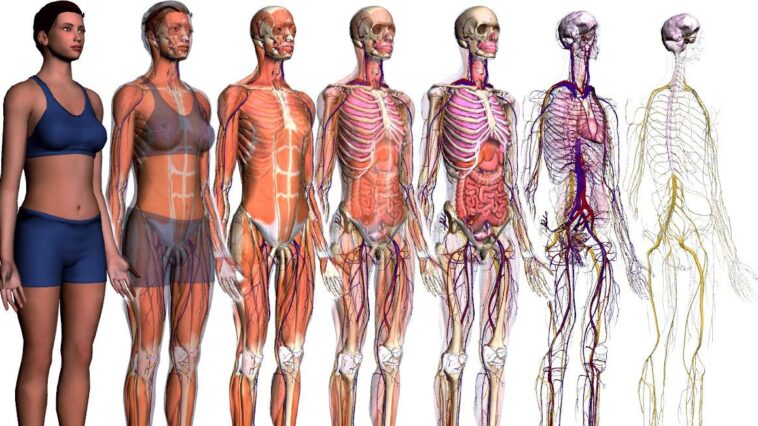 google body browser uma viagem pelo interior do corpo humano