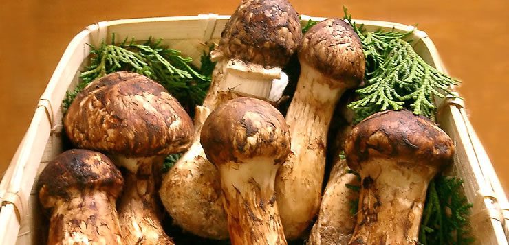 O quilo do cogumelo Matsutake custa aproximadamente US$ 1.000
