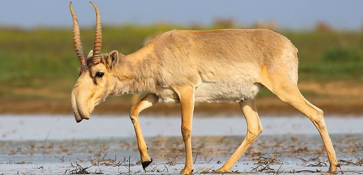 O saiga é um antílope que se destaca por ter um nariz parecido com o de um elefante